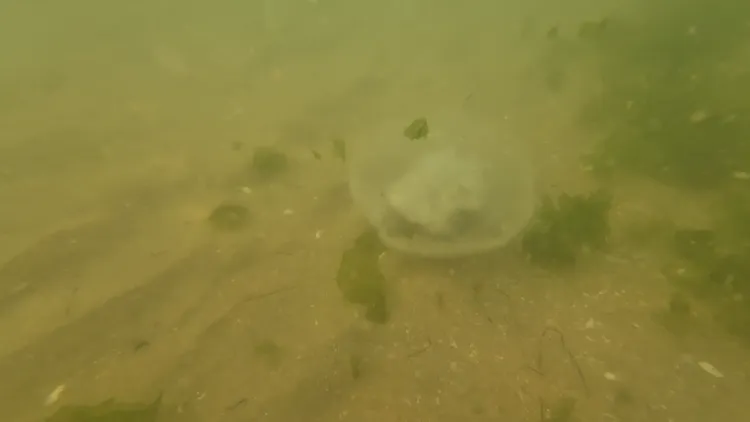 Meduse dans le sable